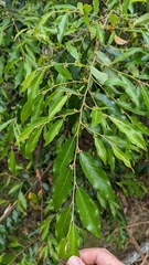 Petalostigma triloculare