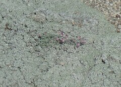 Astragalus calycosus