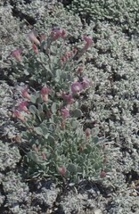 Astragalus calycosus