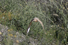 Athene cunicularia