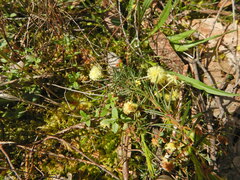 Acacia aculeatissima