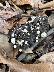 Strobilurus conigenoides