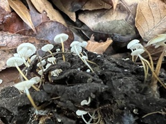 Strobilurus conigenoides