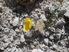 Papaver alpinum