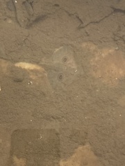 Beringraja binoculata