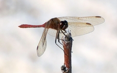 Sympetrum costiferum