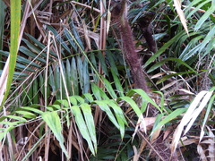 Calamus australis