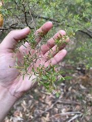 Leptospermum polygalifolium