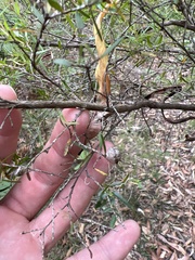 Leptospermum polygalifolium