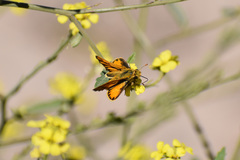 Hylephila phyleus phyleus