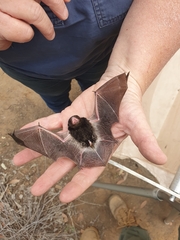 Chalinolobus picatus