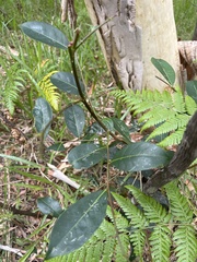 Glochidion ferdinandi