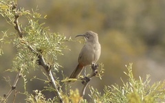 Toxostoma crissale