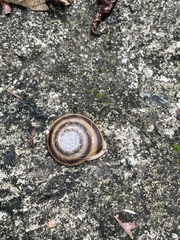 Caracolus marginella