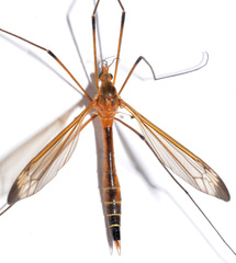 Tipula apicalis