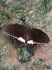 Papilio polytes romulus