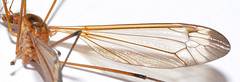 Tipula apicalis
