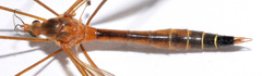 Tipula apicalis