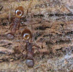 Aphaenogaster fulva