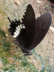 Papilio polytes romulus