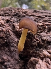 Pluteus romellii
