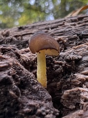 Pluteus romellii