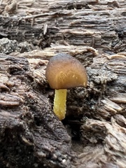 Pluteus romellii