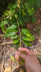 Pittosporum
