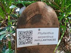 Dendrophyllanthus serpentinus