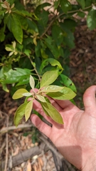 Pittosporum