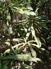 Virotia angustifolia