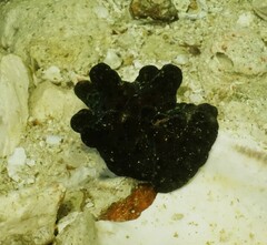 Coriocella nigra