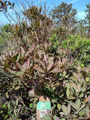 Syzygium kriegeri