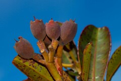 Syzygium kriegeri