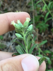 Baccharis plummerae plummerae