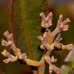 Syzygium kriegeri