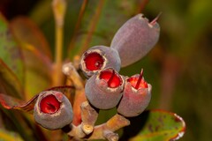 Syzygium kriegeri