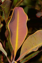 Syzygium kriegeri