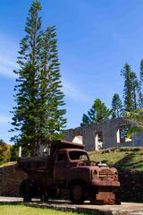 Araucaria columnaris