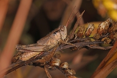 Melanoplus scudderi