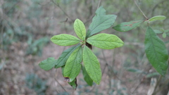 Rhododendron oldhamii