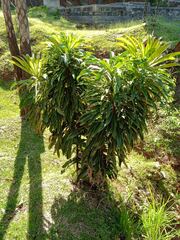 Virotia angustifolia