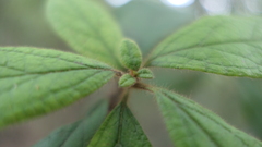 Rhododendron oldhamii