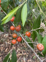 Petalostigma triloculare