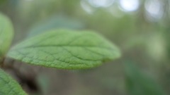 Rhododendron oldhamii