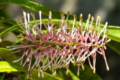 Virotia angustifolia