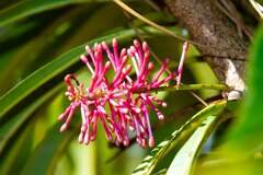 Virotia angustifolia