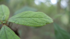 Rhododendron oldhamii