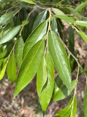 Petalostigma triloculare
