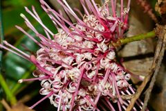 Virotia angustifolia
